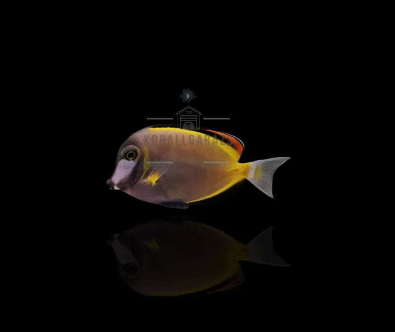 Acanthurus Japonicus